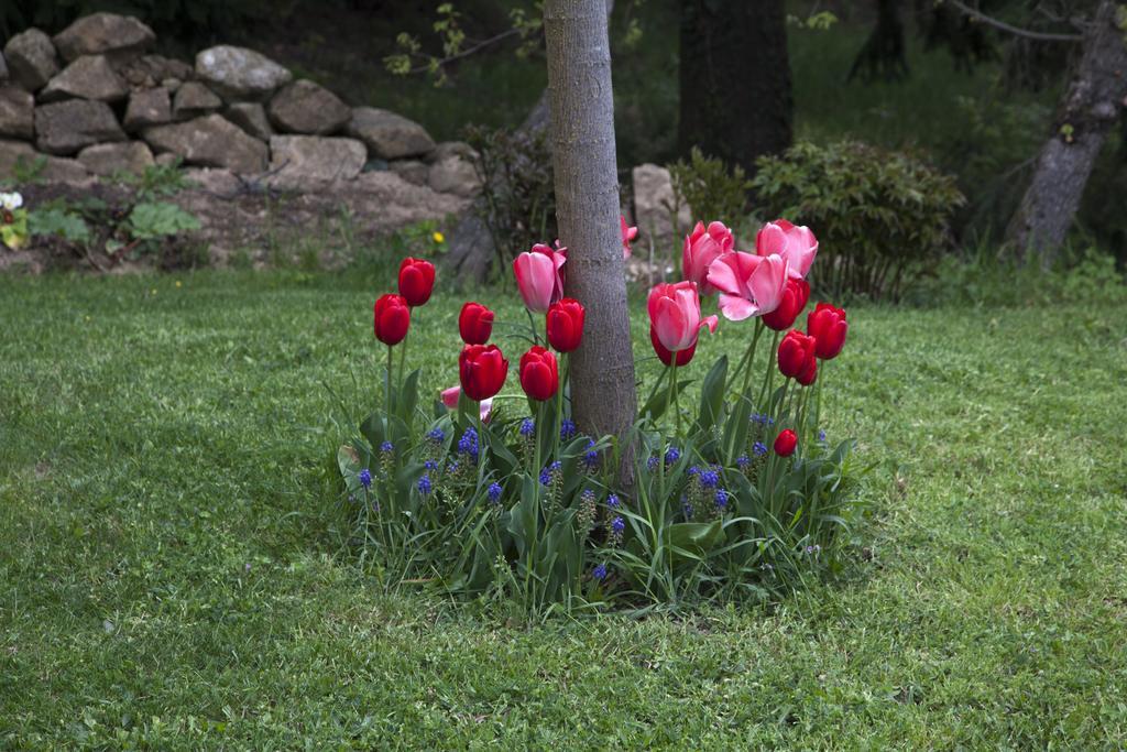 Chambre D'Hotes La Bichette Chassagny Dış mekan fotoğraf